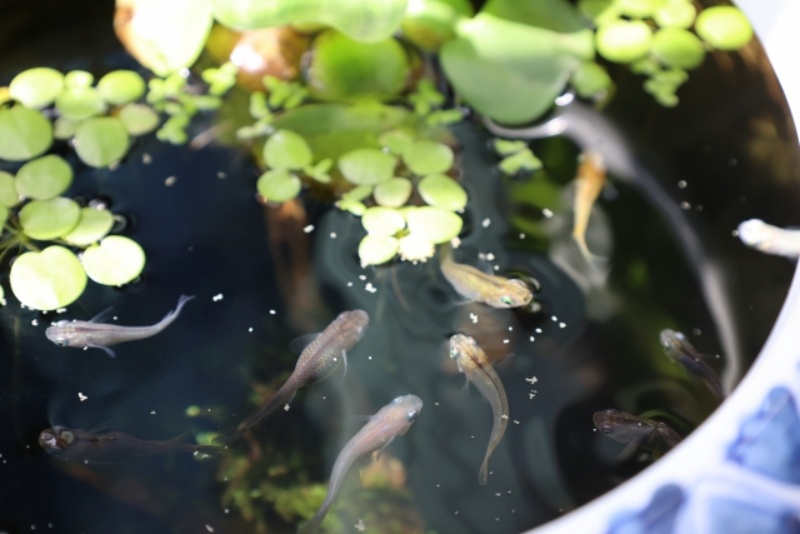 睡蓮鉢に浮かぶ浮き草と泳ぐ数匹のメダカの俯瞰画像