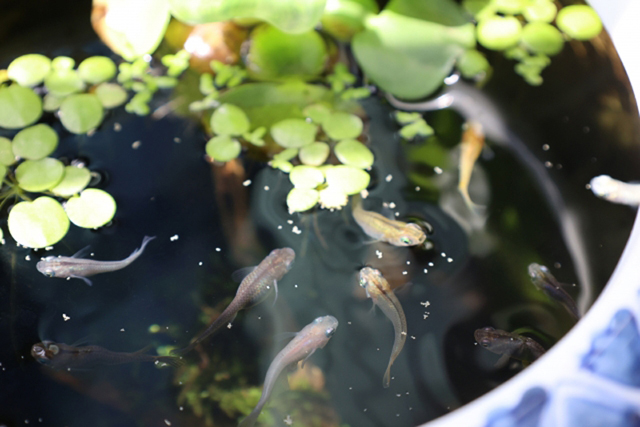 浮き草が浮かぶ睡蓮鉢で泳ぐ複数のメダカ