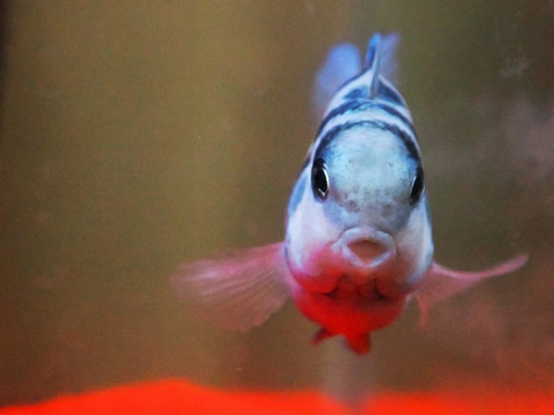 正面を向いて口を開ける青い縞模様の熱帯魚