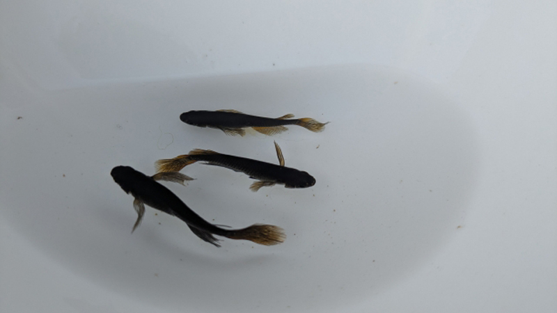 白い容器の中で泳ぐ3匹の黒いメダカの俯瞰写真