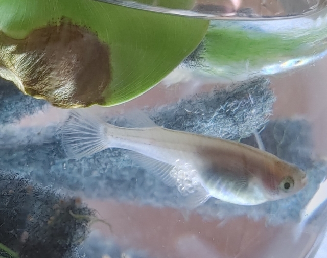 腹部に卵を抱えたメダカと水面に浮かぶホテイアオイの葉