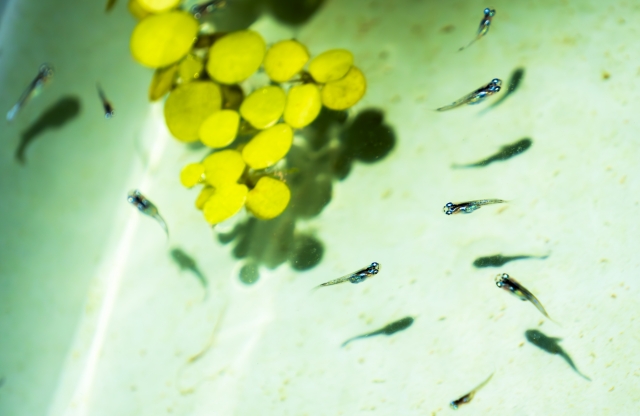 浮き草の周りを泳ぐ複数のメダカの稚魚と水底の影