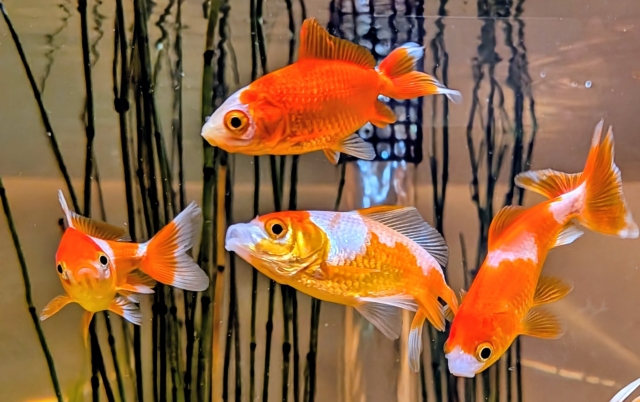 水槽内を泳ぐ赤と白の更紗模様の金魚4匹と背景の水草