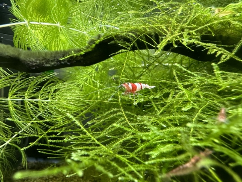水草の茂みの中を泳ぐ赤白模様の小型シュリンプ