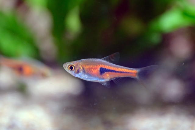 水草を背景に泳ぐオレンジ色の小型熱帯魚の仲間