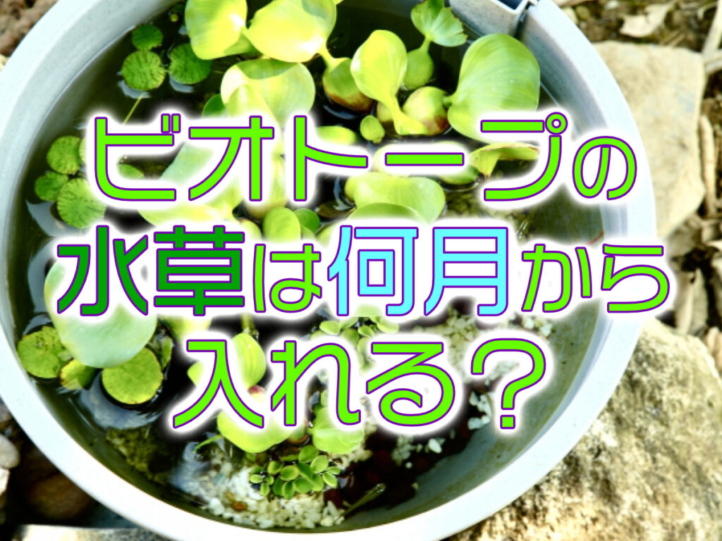 ビオトープの水草は何月からいれる？ホテイソウなど定番水草に最適な気温