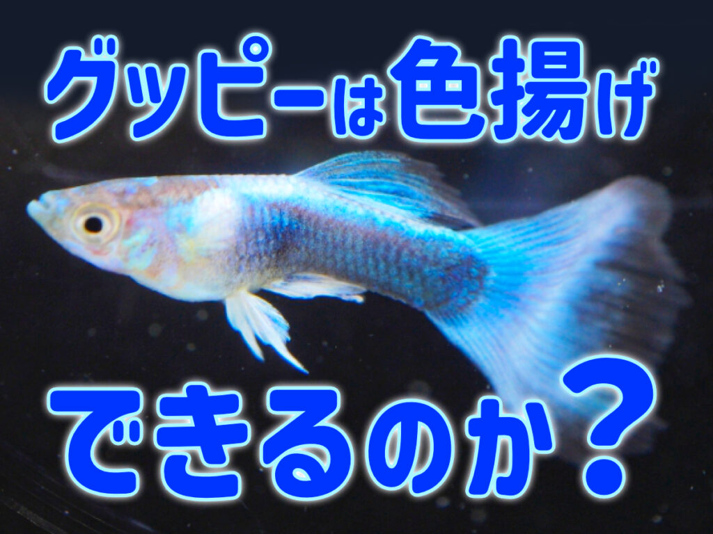グッピーは色揚げできるのか?レッド系統・ブルー系統の色揚げ方法を紹介のサムネイル画像