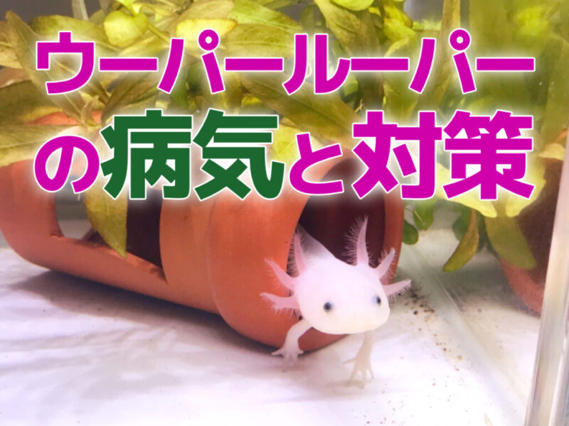 ウーパールーパーの病気と対策の文字と白い個体