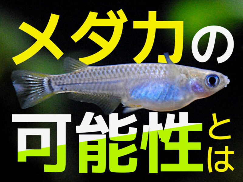 メダカの可能性とはの文字とメダカの横姿の見出し画像