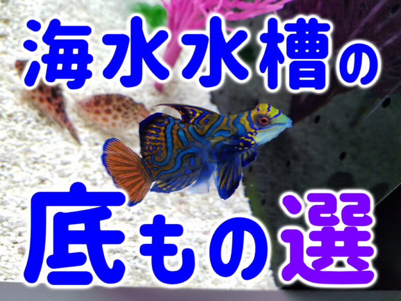 海水水槽の底もの選の見出し画像と泳ぐマンダリンフィッシュ