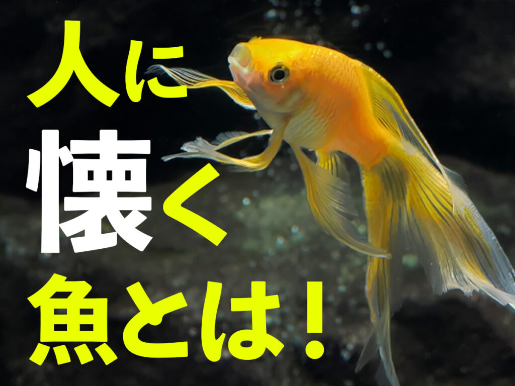 人になつく熱帯魚9選！オスカーなど好奇心旺盛でかわいい魚をまとめましたのサムネイル画像