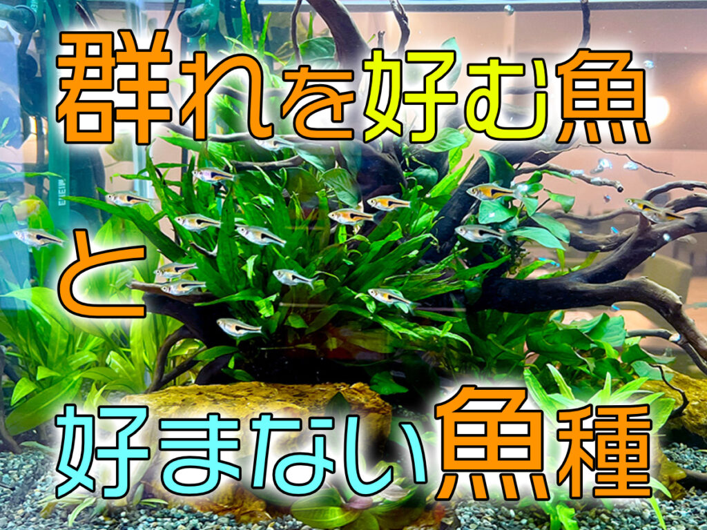 群れを好む魚・好まない魚の違いとは!特徴や種類、群泳しない理由も解説のサムネイル画像