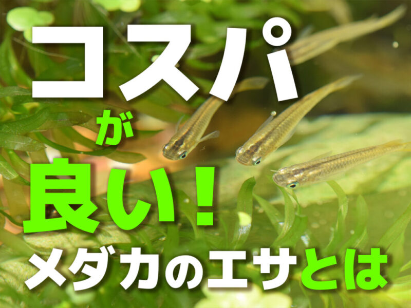 コスパが良いメダカのエサとはの文字と水草を泳ぐメダカ