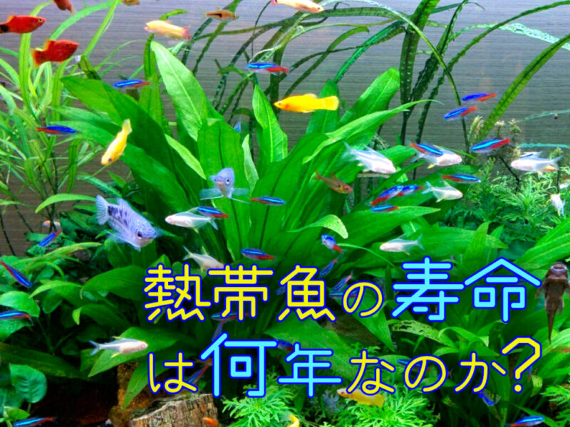熱帯魚の寿命は何年なのか?の文字入り水草水槽画像