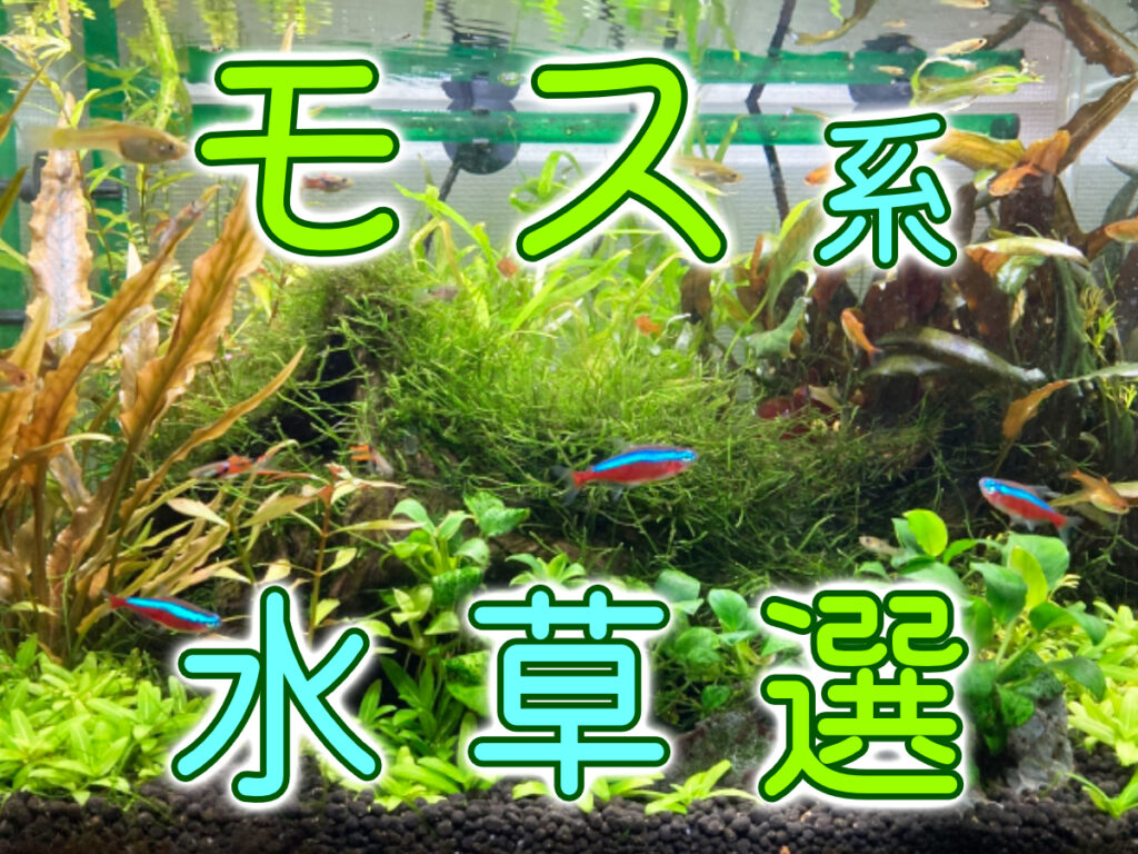 モス系水草10選!無加温OKなモスと保温機材が必要なモスの種類のサムネイル画像