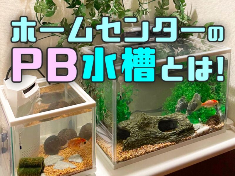 ホームセンターのPB水槽とは！の文字と金魚が泳ぐ水槽群