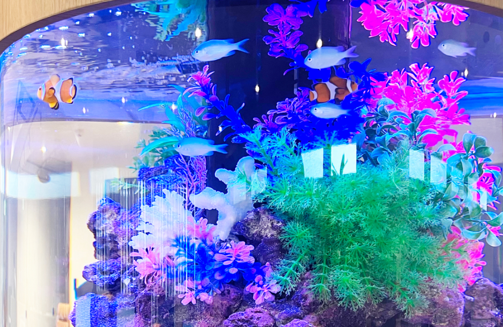 カクレクマノミと青い海水魚が泳ぐ円柱水槽のレイアウト