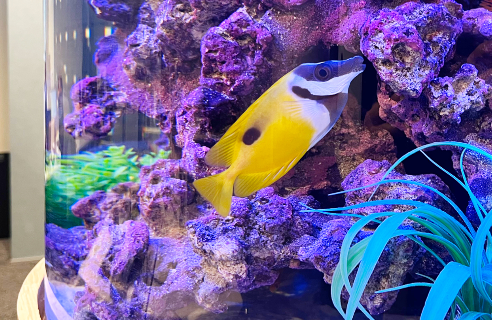 紫色のライブロックと黄色い海水魚が泳ぐ円柱水槽