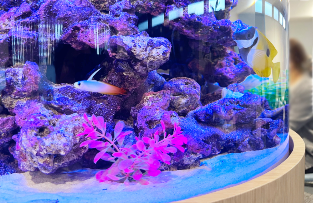 ライブロックと海水魚が泳ぐ円柱水槽のレイアウト