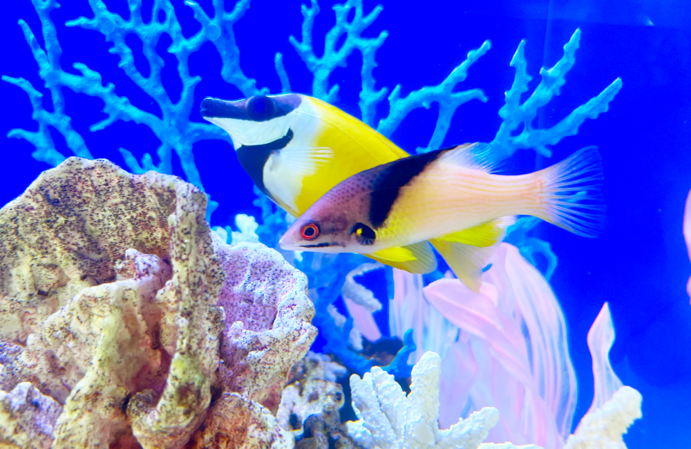 青い背景の水槽を泳ぐ黄色い海水魚とサンゴの装飾物