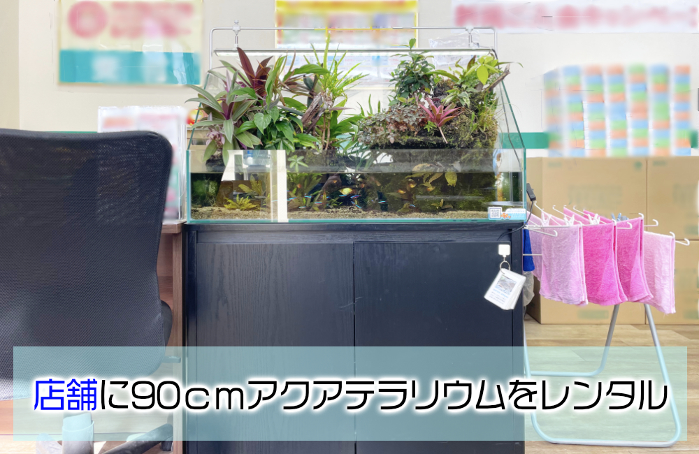 店舗の90cmアクアテラリウム水槽・8年後の様子!植物が成長した美しい水景のサムネイル画像
