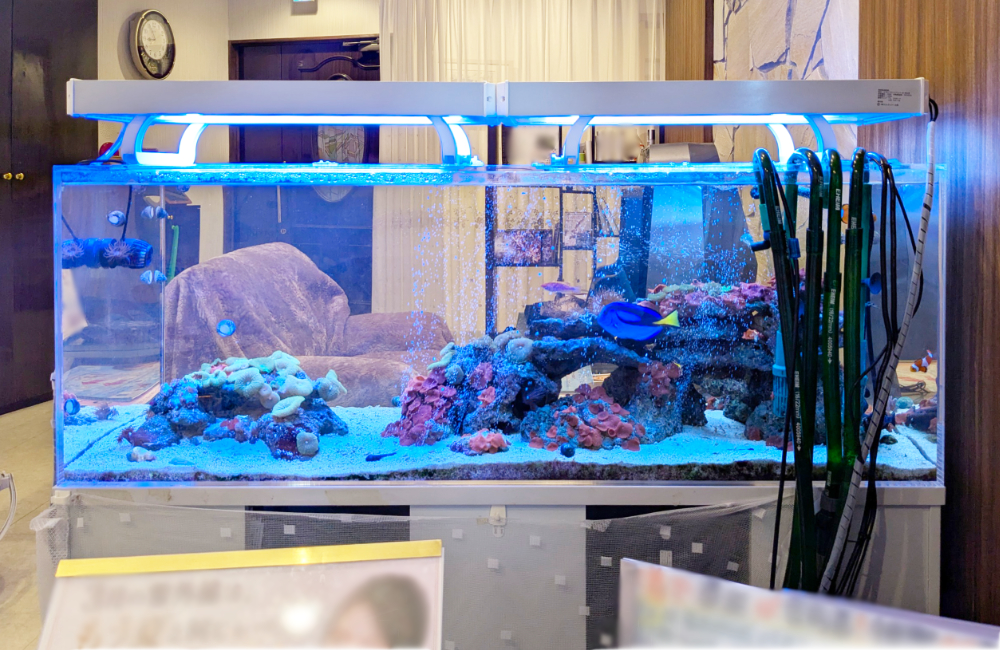青い照明に照らされた大型の海水魚水槽と泳ぐ熱帯魚