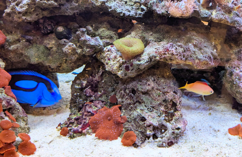 美容サロン様の120cm海水魚水槽・10年目の様子!美しく安定した水槽です 水槽画像3