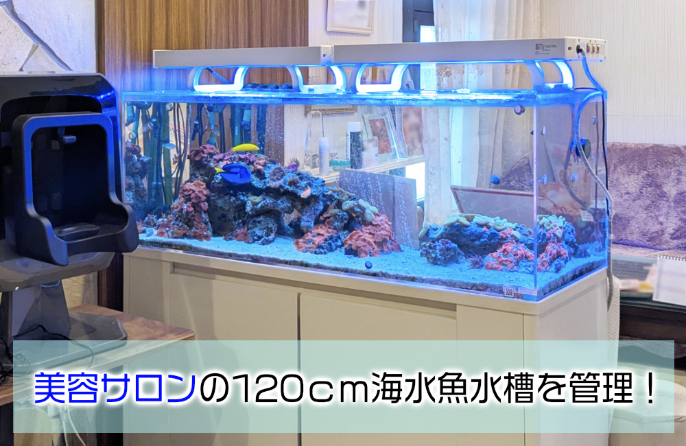 美容サロン様の120cm海水魚水槽・10年目の様子!美しく安定した水槽です メイン画像