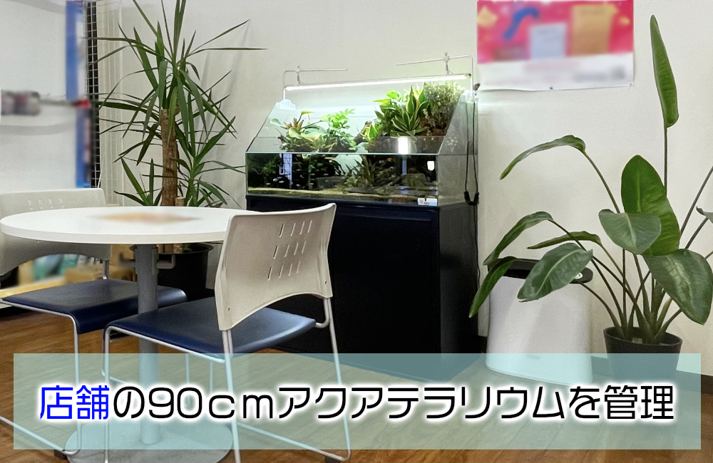 店舗様のアクアテラリウム水槽!緑を楽しめる90cmの水景 メイン画像