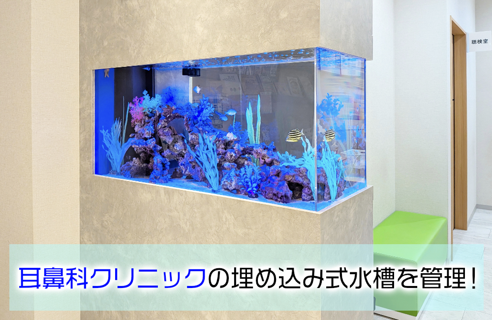 耳鼻科クリニック様の120cm埋め込み式水槽！半年後の様子のサムネイル画像