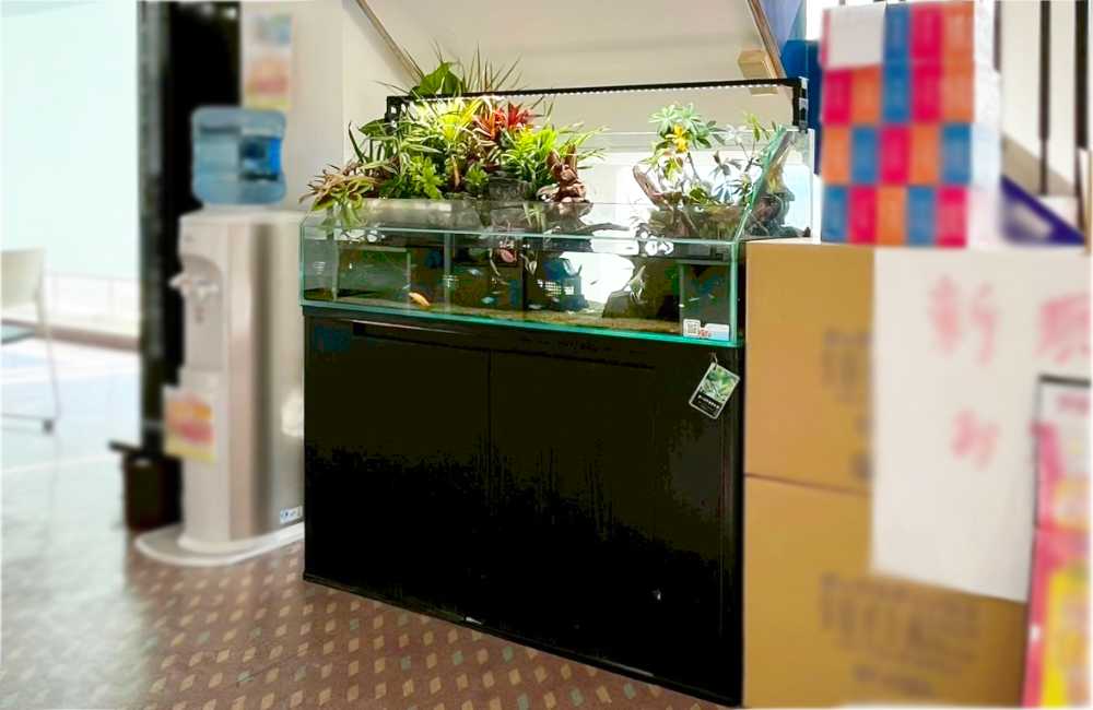 黒い水槽台に設置された植物が茂るアクアテラリウム水槽