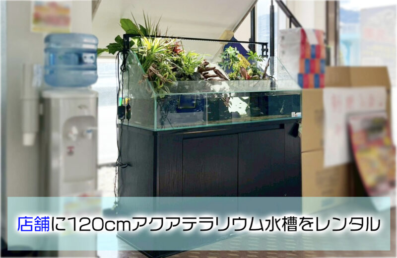 店舗様のエントランスに設置!お客様の目を惹く120cmアクアテラリウム 水槽画像1