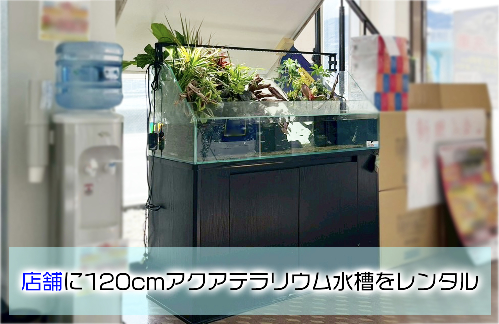 店舗様のエントランスに設置！お客様の目を惹く120cmアクアテラリウム メイン画像