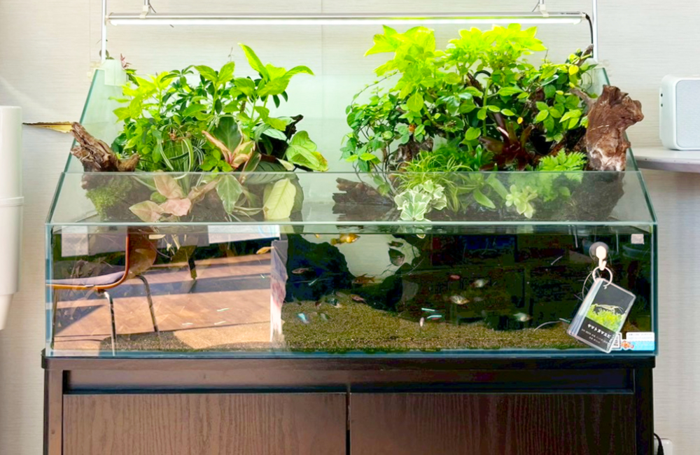 植物が茂るアクアテラリウム水槽と泳ぐ小型カラシン類