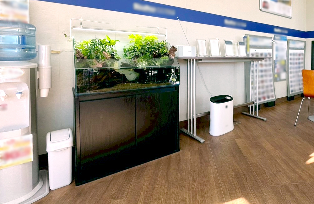 店舗に設置された水草が茂るアクアテラリウム水槽