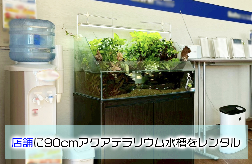 店舗様のエントランスに設置！90cmアクアテラリウム水槽の様子のサムネイル画像