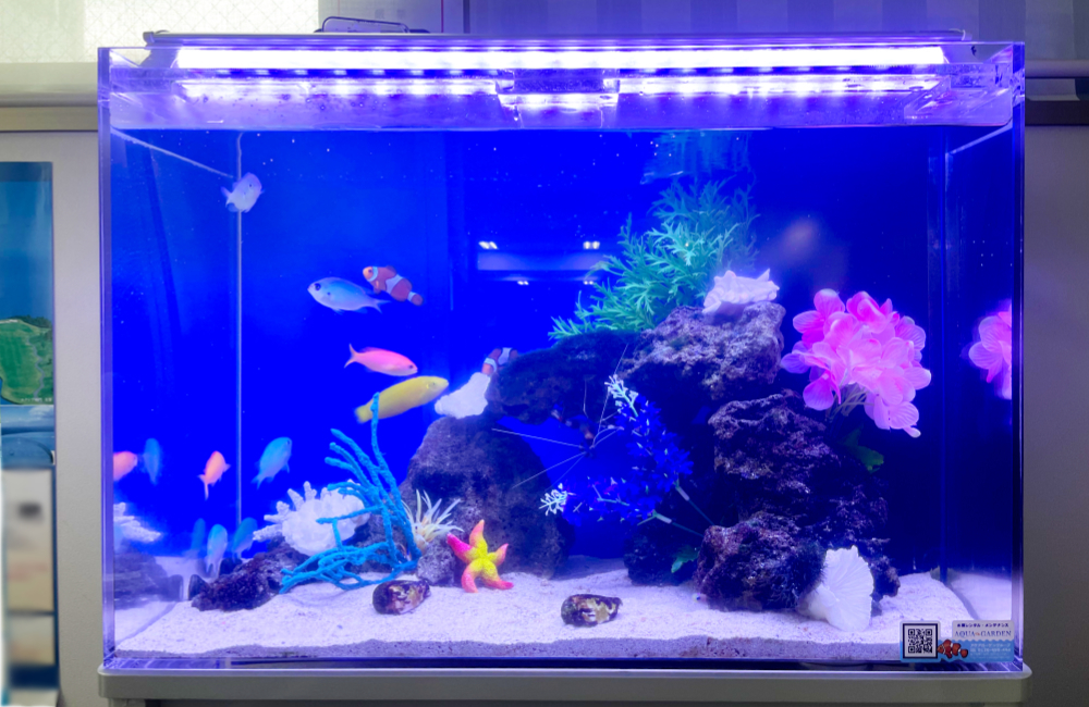 青い照明の海水魚水槽と泳ぐカクレクマノミや熱帯魚