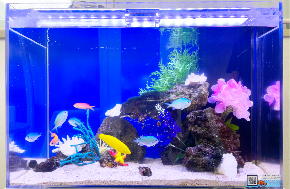 青い背景の海水魚水槽と泳ぐ色鮮やかな熱帯魚たち
