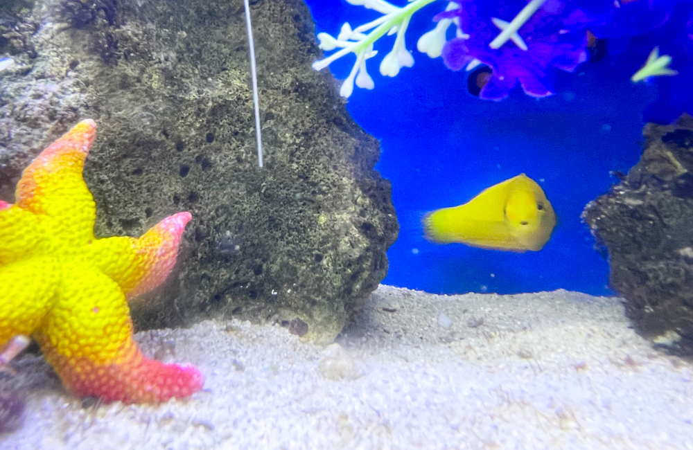 黄色い海水魚とヒトデのオブジェがある水槽内景