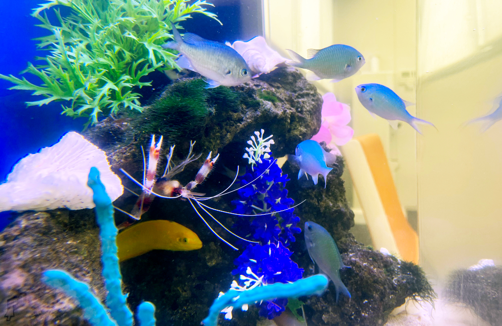 海水魚とエビが泳ぐサンゴ岩のある海水水槽内景