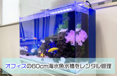 オフィスの水槽レンタル事例！60cmの海水魚水槽について紹介