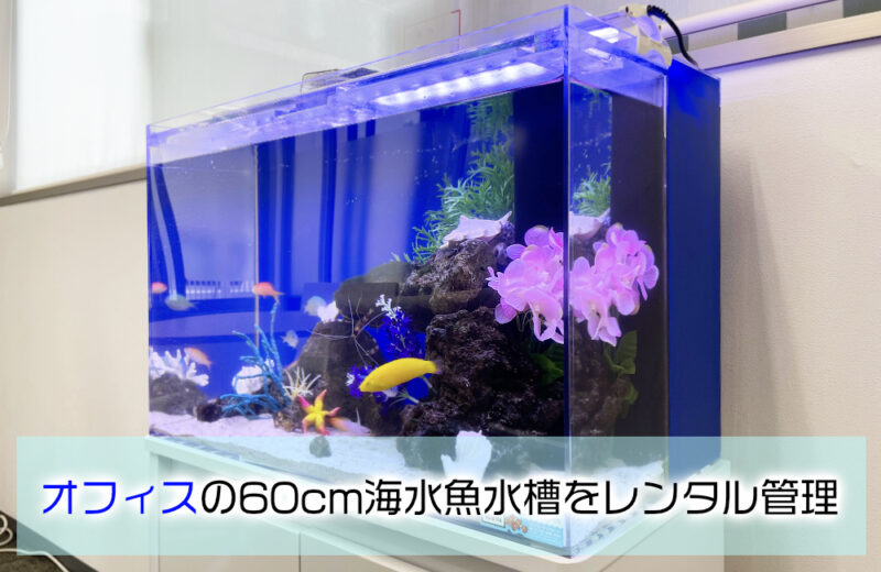 オフィスの水槽レンタル事例！60cmの海水魚水槽について紹介 水槽画像１