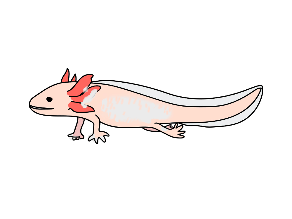 白い体に赤いエラがあるウーパールーパーのイラスト