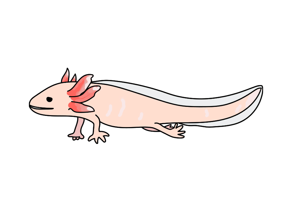 白い体に赤い外鰓があるウーパールーパーのイラスト