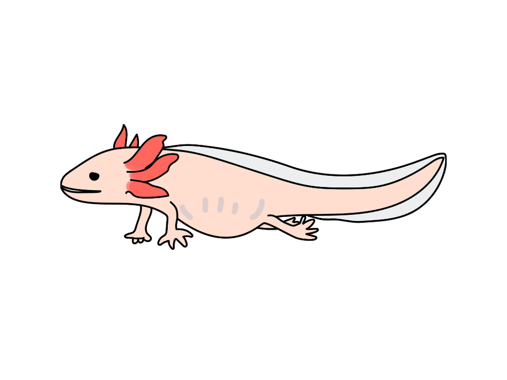 白い体に赤いエラがあるウーパールーパーのイラスト