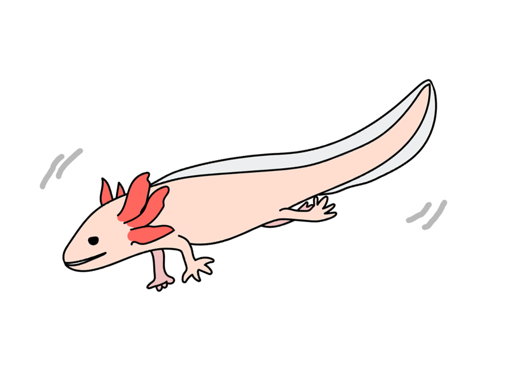 ピンク色のウーパールーパーのイラスト画像