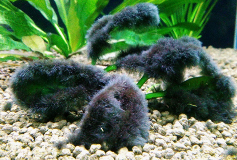 水草の葉に大量に付着した黒い髭状のコケと底砂のソイル