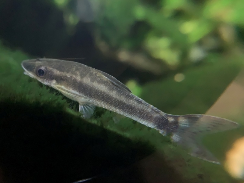 苔の付いた流木に止まるオトシンクルスの仲間