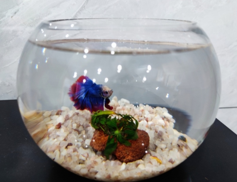 丸い金魚鉢で泳ぐ青と赤のベタと底に置かれた水草