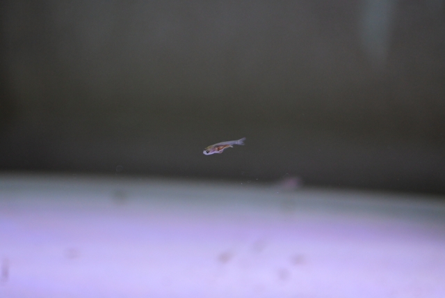 水槽内を泳ぐ小さなメダカの稚魚と底砂の風景